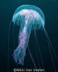 Jellyfish taken at Sharksbay with E300 and 50mm lens.

 by Nikki Van Veelen 